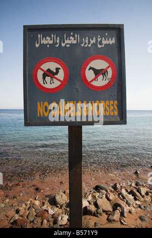 No cammelli e cavalli segno Masbat sul lungomare di Asilah, Dahab dal golfo di Aqaba, a sud della penisola del Sinai, Egitto. Foto Stock