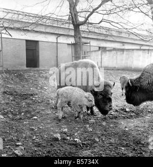 Un bisonte Americano vitello nato il xx dicembre 1969 è a vista in un paddock dei vecchi capannoni di bestiame presso lo Zoo di Londra. Egli si trova a circa 2' 6' elevata, è rosso-marrone. La madre è 'Trudie' e padre "Ernie'. Entrambi i genitori sono nati presso lo Zoo di Londra nel 1961 e 1965 rispettivamente. Dicembre 1969 Z12477-001 Foto Stock