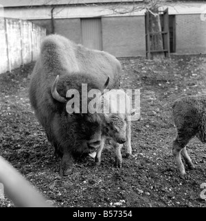 Un bisonte Americano vitello nato il xx dicembre 1969 è a vista in un paddock dei vecchi capannoni di bestiame presso lo Zoo di Londra. Egli si trova a circa 2' 6' elevata, è rosso-marrone. La madre è 'Trudie' e padre "Ernie'. Entrambi i genitori sono nati presso lo Zoo di Londra nel 1961 e 1965 rispettivamente. Dicembre 1969 Z12477-002 Foto Stock