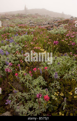 Alta altitudine tundra con dwarf lupini rosso magenta heather pennello etc nella nebbia sul Monte Rainier Cascade Mountains Foto Stock
