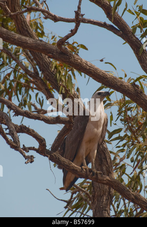 Un petto bianco aquila del mare sono ' appollaiati in una struttura ad albero di eucalipti vicino Broome Australia Occidentale Foto Stock