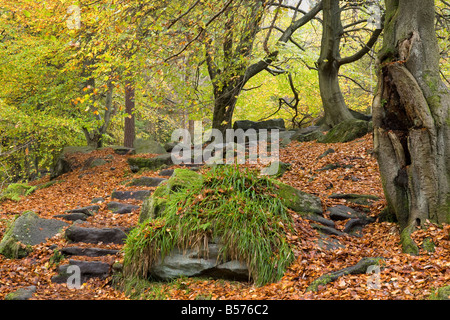 Hebden Dale Bosco in autunno nei pressi di Hebden Bridge Foto Stock