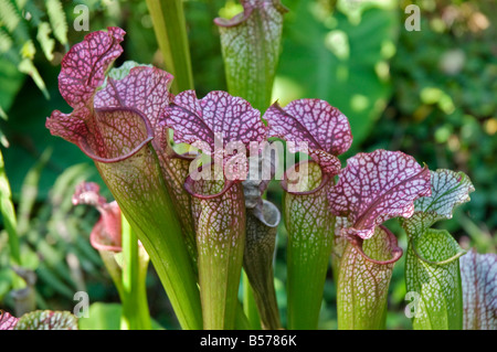 Brocca delle piante in giardini Kanapaha Gainesville Florida Sarracenia drummondii S leucophyla crimson pianta brocca Foto Stock