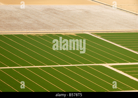 Vista aerea di terreni agricoli in Arizona irrigati erba medica e campi di cotone Foto Stock