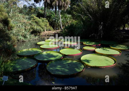 Giardini Kanapaha Gainesville Florida Giant Victoria giglio di acqua Foto Stock