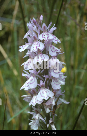 Orchidea macchiata Dactylorhiza maculata testa di fiori Foto Stock