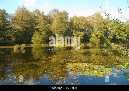 Il lago vicino a Farnham Surrey UK Foto Stock