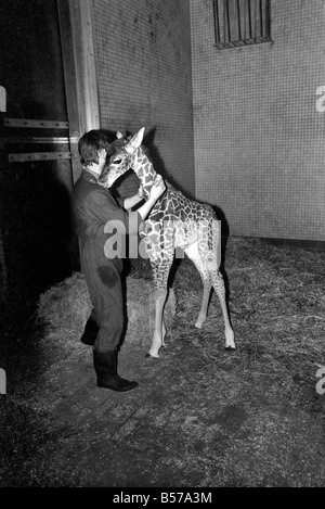 Il detentore di Jeff Nicklin con baby giraffa. Gennaio 1975 75-00398-006 Foto Stock