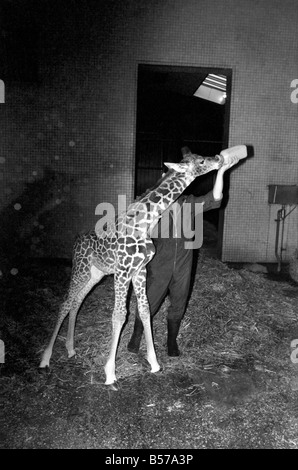 Il detentore di Jeff Nicklin con baby giraffa. Gennaio 1975 75-00398-008 Foto Stock