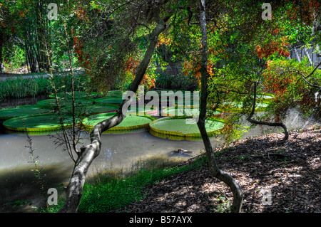 Giardini Kanapaha Gainesville Florida Giant Victoria giglio di acqua Foto Stock