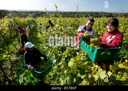 Lavoratori rumeni il raccolto il raccolto di uve in un inglese un vigneto in Sussex. Foto Stock