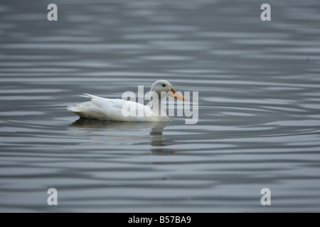 Pekin Aylesbury Anatra Germano Reale Anas platyrhynchos Foto Stock