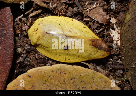 Scarafaggio Gyna laticosta somigliante a un caduto foglie giallo sul suolo della foresta pluviale del Camerun Foto Stock