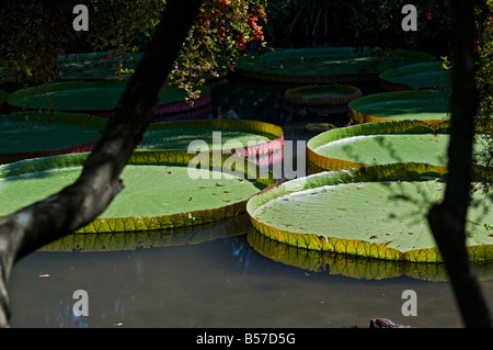 Giardini Kanapaha Gainesville Florida Giant Victoria Acqua acqua giglio Foto Stock