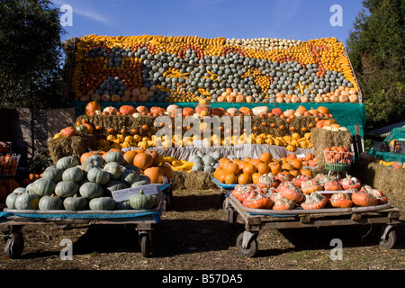 Un fantastico display di zucche Foto Stock