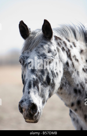 Colpo di Testa di nero e di bianco macchiato il cavallo appaloosa guardando fuori nella distanza. Foto Stock