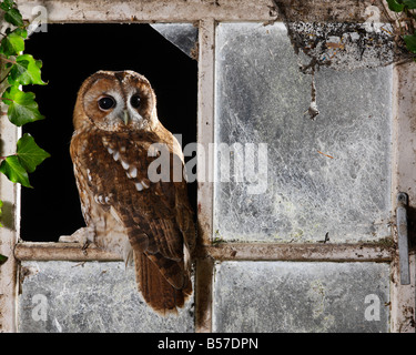 Allocco Strix aluco seduto nel vecchio capannone Potton finestra Bedfordshire Foto Stock