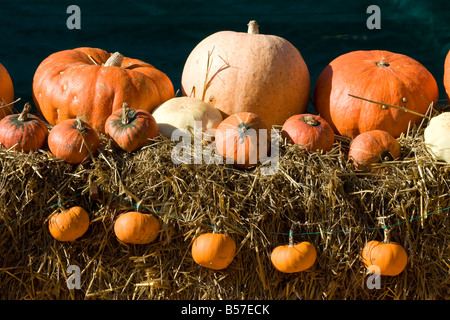 Visualizzazione di zucche Foto Stock