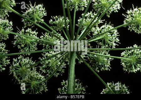 La cicuta, veleno la cicuta (Conium maculatum), fioritura testa come visto dal di sotto Foto Stock