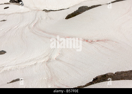 Rosso di neve o di cocomero snow causati da alghe unicellulari Chlamydomonas nivalis su Mount Rainier Cascade Mountains Washington Foto Stock