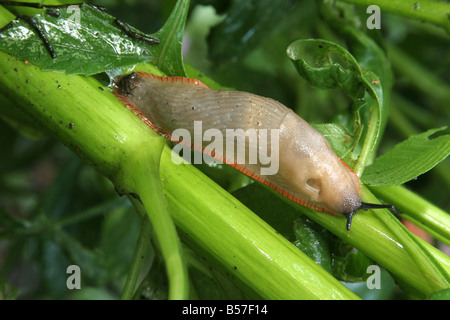 Campo Slug (Deroceras sp.) su una dalia Foto Stock