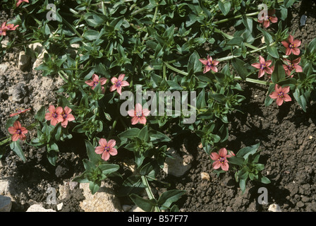 Scarlet pimpernel Anagallis arvense pianta flowering Foto Stock