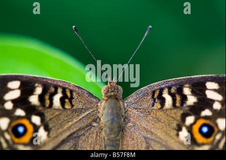 Junonia lemonias . Limone Pansy butterfly nella campagna indiana. Andhra Pradesh, India Foto Stock