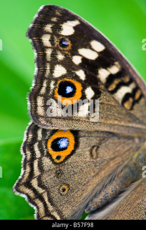 Limone Pansy ala di farfalla astratta. Andhra Pradesh, India Foto Stock