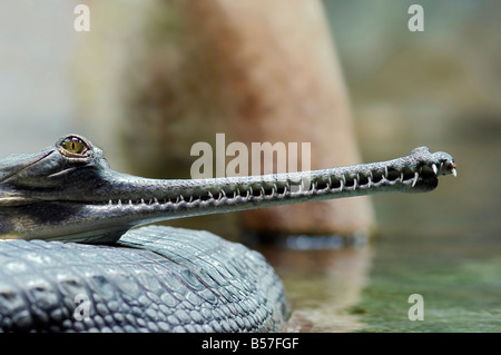 Dettaglio della testa della Indial gavial - specie in via di estinzione - Gavialis gangeticum Foto Stock