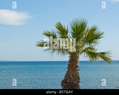 Un giovane Palm tree insieme contro una perfetta blu del mare e del cielo. Riporta alla mente tropicale o Mediterraneo vacanze. Foto Stock