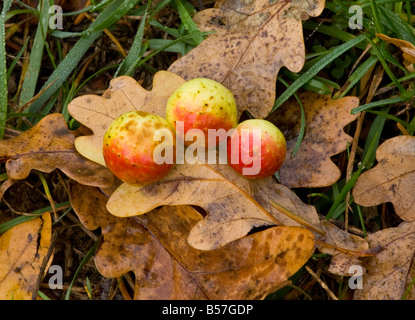 La ciliegia galli causato da un gall wasp Cynips quercusifolii su foglie di quercia in autunno Foto Stock