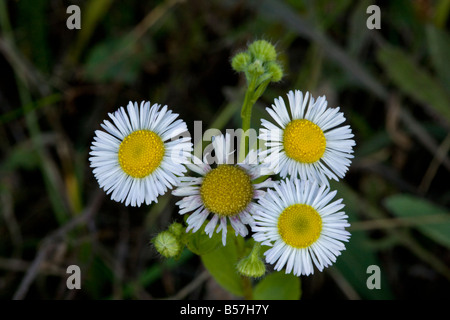 Una minacciosa fleabane Erigeron annuus nella prateria transilvania Romania Foto Stock