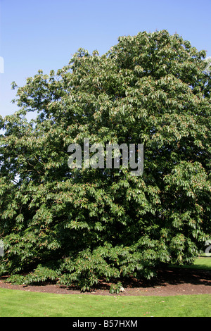 Indian Ippocastano Aesculus indica Hippocastanaceae Himalaya Foto Stock