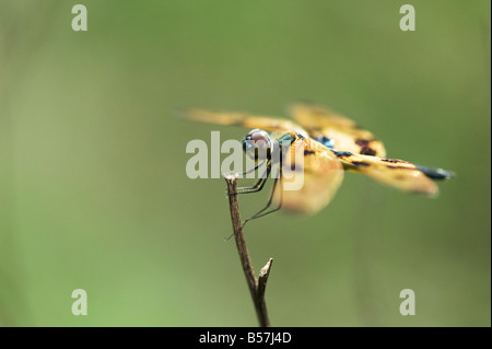 Rhyothemis variegata. Comune di libellula Picturewing / flutterer variegato nella campagna indiana. Andhra Pradesh, India Foto Stock