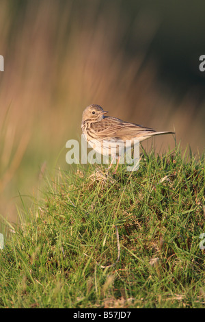 MEADOW PIPIT Anthus pratensis appollaiate su erba AMMASSARSI VISTA LATERALE Foto Stock