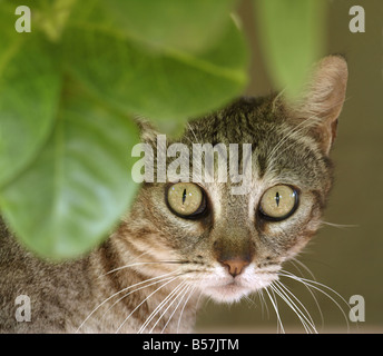 gatto Foto Stock