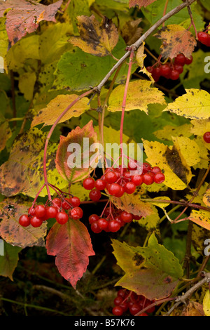 Rosa viburno Viburnum opulus nella frutta Gurghiulu montagne autunno Romania Foto Stock