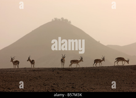 Sabbia o Goitered Gazelle Gazella subgutturosa Sir Bani Yas Island riserva privata nel golfo persico nei pressi di Abu Dhabi Foto Stock