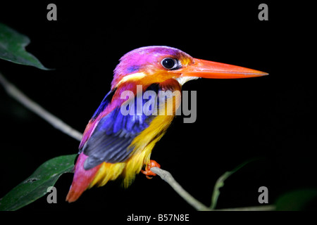 Kingfisher uccello di notte, fiume Kinabatangan, Sabah Borneo, Malaysia, sud-est asiatico Foto Stock