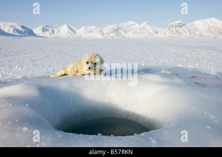 Guarnizione inanellato (Phoca hispida) pup, Billefjord, Svalbard Spitzbergen, artiche, Norvegia, Scandinavia, Europa Foto Stock