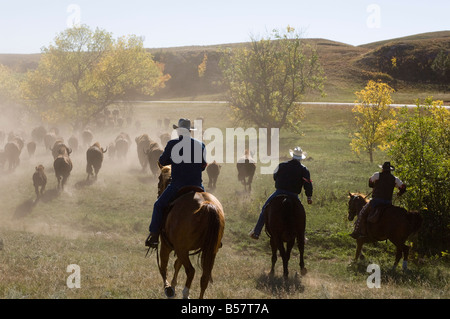 Cowboys mandria di spinta a Bison Roundup, Custer State Park, Black Hills, Dakota del Sud, Stati Uniti d'America, America del Nord Foto Stock