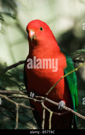 Australian re parrot, Dandenong Ranges, Victoria, Australia Pacific Foto Stock