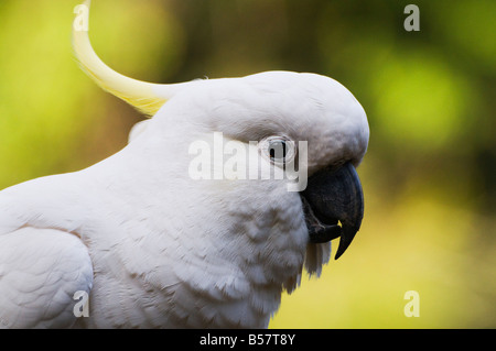 Zolfo-crested cockatoo, Dandenong Ranges, Victoria, Australia Pacific Foto Stock