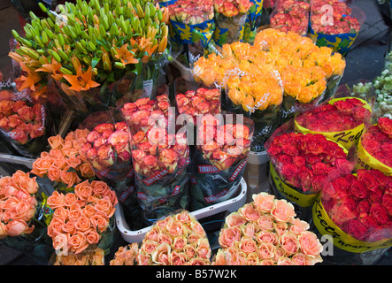 I tulipani in vendita nel Bloemenmarkt (mercato dei fiori), Amsterdam, Paesi Bassi, Europa Foto Stock