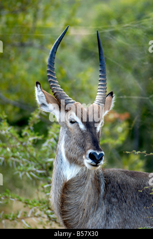 Voce maschile DeFassa Waterbuck (Kobus ellipsiprymnus dafassa), Kruger National Park, Sud Africa e Africa Foto Stock