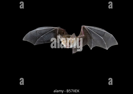 Pallida bat (Antrozous pallidus) in volo, vicino a portale, Arizona, Stati Uniti d'America, America del Nord Foto Stock