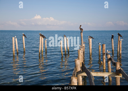 Gli uccelli sul pontile posti Caye Caulker Belize America Centrale Foto Stock