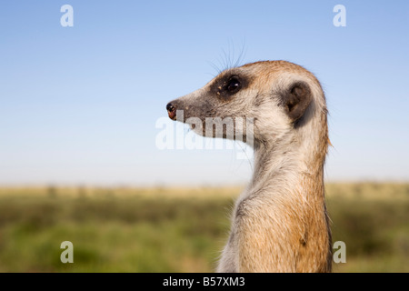 Meerkat (Suricata suricatta) sentinel, il Kalahari Meerkat Project, Van Zylsrus, Northern Cape, Sud Africa e Africa Foto Stock