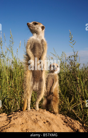 Meerkat (Suricata suricatta) con i giovani, il Kalahari Meerkat Project, Van Zylsrus, Northern Cape, Sud Africa e Africa Foto Stock