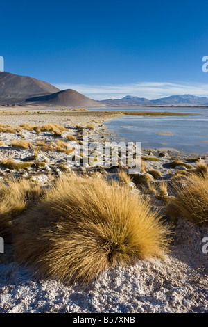 Altiplano, los Flamencos riserva nazionale, il Deserto di Atacama, Antofagasta Regione Norte Grande, Cile, Sud America Foto Stock